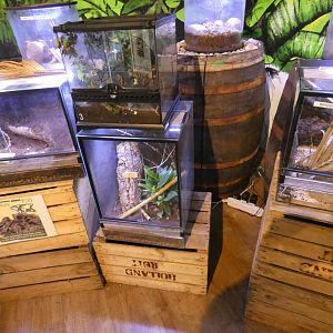 Invertebrate displays