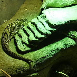 Spiny-tailed monitor