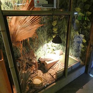 Sudan plated lizard enclosure