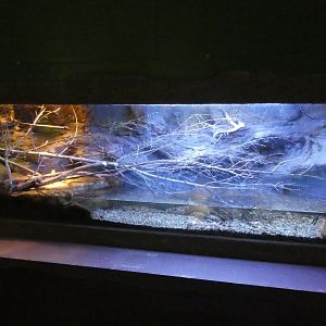 Musk turtle and Sailfin lizard enclosure