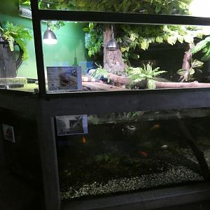 Green iguana enclosure