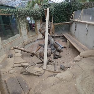 Meerkat enclosure