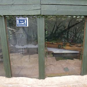 Spectacled caiman enclosure