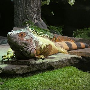 Green iguana