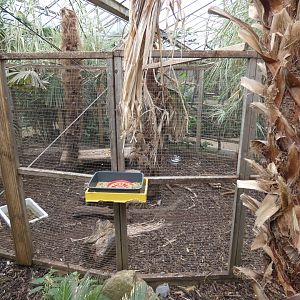 Azara's agouti enclosure