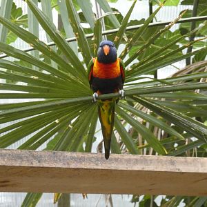 Rainbow lorikeet