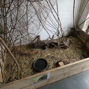 European hedgehog enclosure