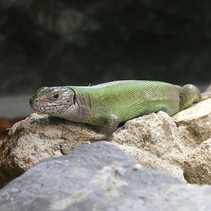 European green lizard