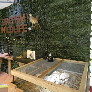 British wildlife display