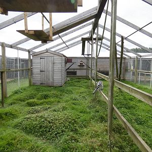 Ring-tailed lemur enclosure (Camel Park Oasis)