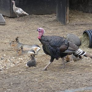 Mara and Turkey (Camel Park Oasis)
