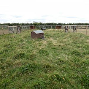 Bennett's wallaby enclosure (Camel Park Oasis)