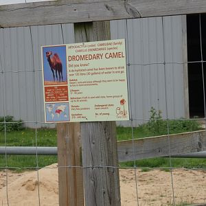 Signage style (Camel Park Oasis)