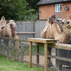 Camels for riding (Camel Park Oasis)