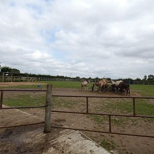 Main camel paddock (Camel Park Oasis)