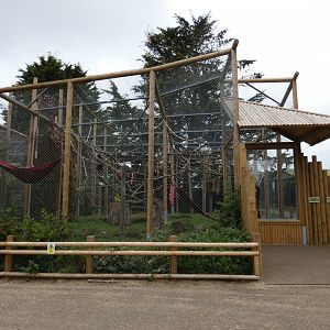 Siamang enclosure