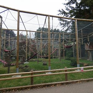 Siamang enclosure from side