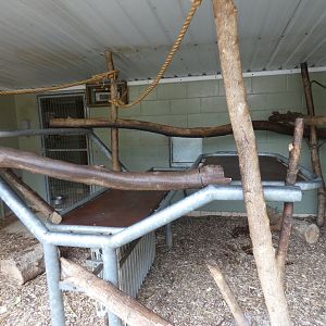 Black-and-gold howler monkey indoor enclosure