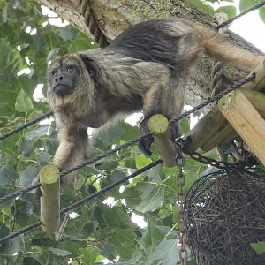 Black-and-gold howler monkey in tree