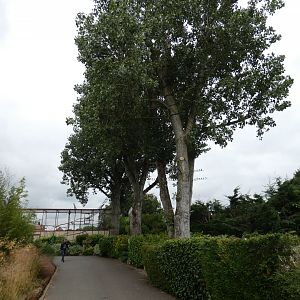 Black-and-gold howler monkey enclosure