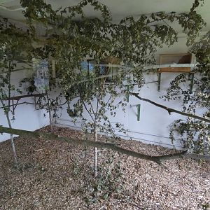 Golden-headed tamarin indoor enclosure