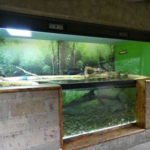 Cuvier's dwarf caiman enclosure