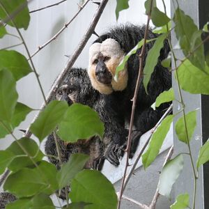 White-faced saki monkey