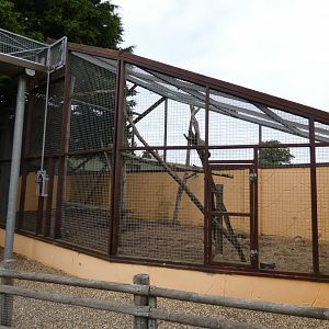 Gelada caged enclosure