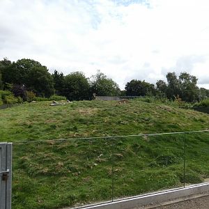 Black-tailed prarie dog enclosure