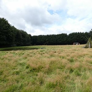 Sitatunga paddock
