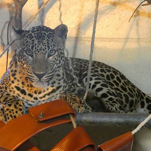 Sri Lankan leopard