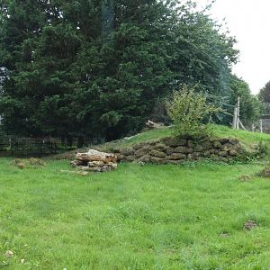 Sri Lankan leopard outdoor enclosure
