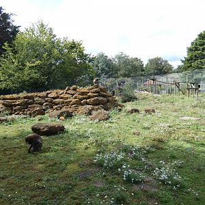 Gelada outdoor enclosure