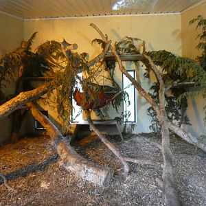 Sri Lankan leopard indoor enclosure