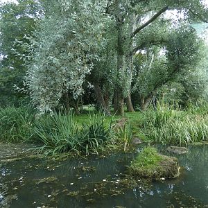 Amur tiger enclosure