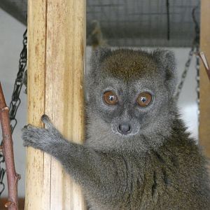 Northern bamboo lemur
