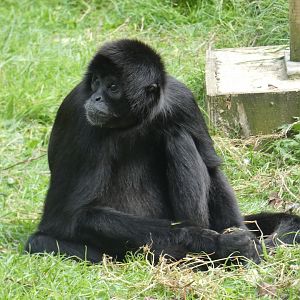Columbian black spider monkey