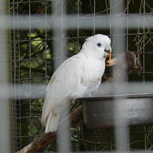 Ducorp's cockatoo