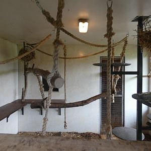 Siamang indoor enclosure