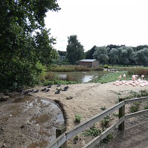 Flamingo enclosure