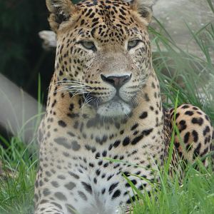 Sri Lankan leopard