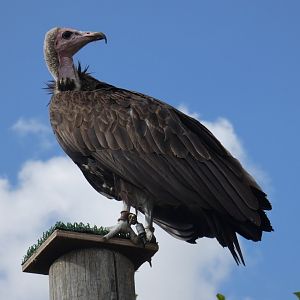 Hooded vulture