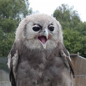 Milky eagle owl