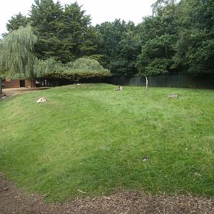 Red kangaroo and emu enclosure