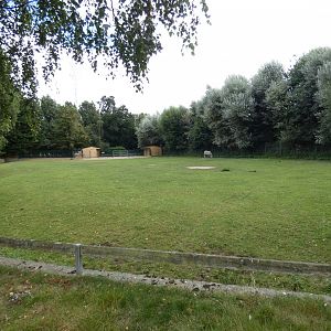 Grevy's zebra paddock