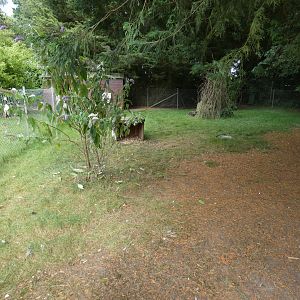 Chilean pudu enclosure