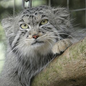 Pallas cat