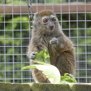 Northern bamboo lemur