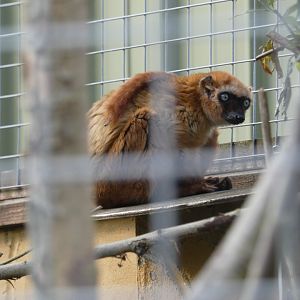 Blue-eyed black lemur