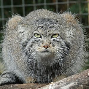 Pallas cat